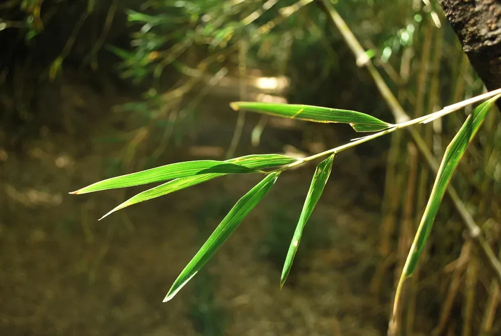 How to Clean Bamboo Floors: Strand-Woven vs. Traditional Care