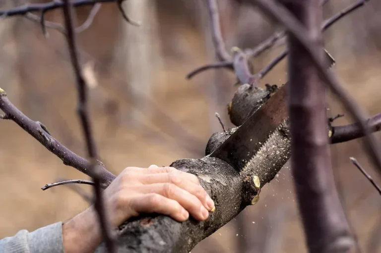 Bow Saw vs Hacksaw: Solving Two Different Cutting Jobs