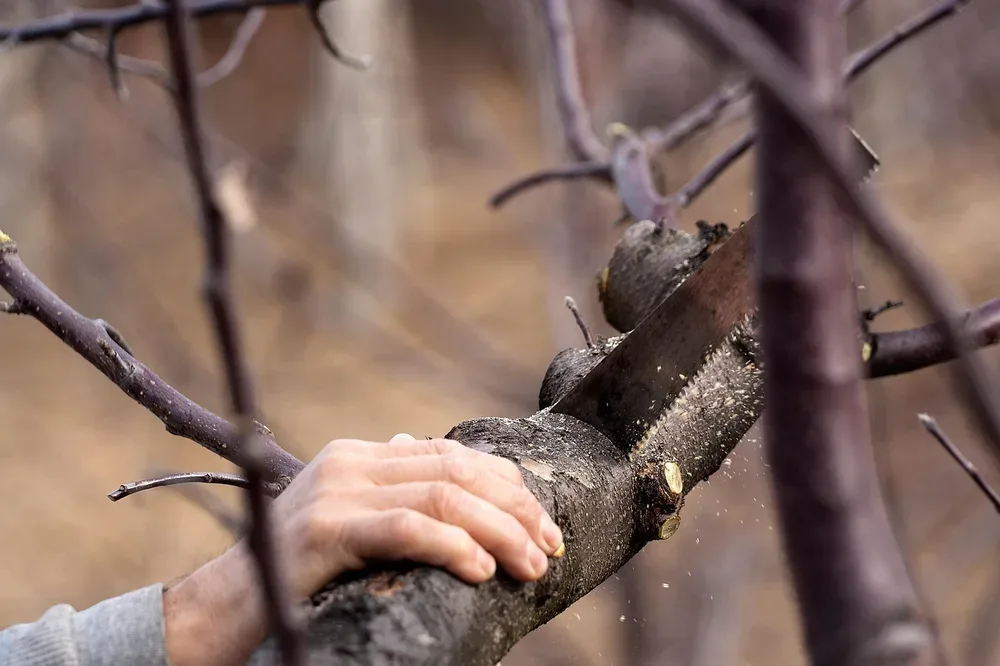 Bow Saw vs Hacksaw: Solving Two Different Cutting Jobs
