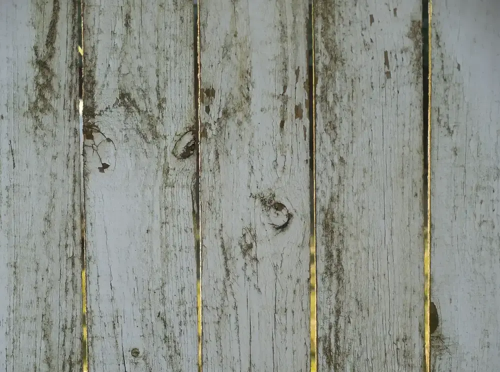 Can You Burn Wood with Mold? The Hazards Uncovered