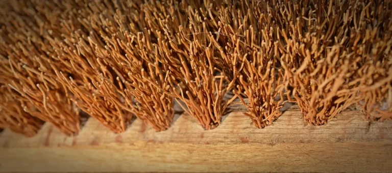 Can You Put Two Coats of Semi-Transparent Stain?