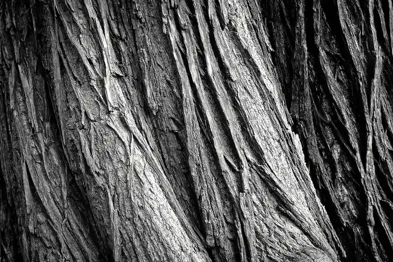 Can You Use PVA Primer on Wood? Why It's Not What You