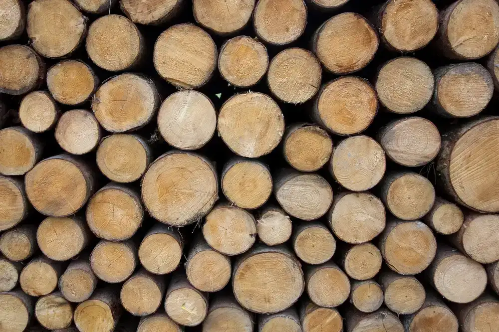Does Wood Ash Help Plants? When It Helps (and When to Skip