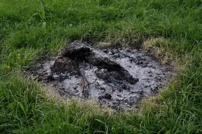 Using Wood Ash: Soil, Potassium Content & Safety for Chickens
