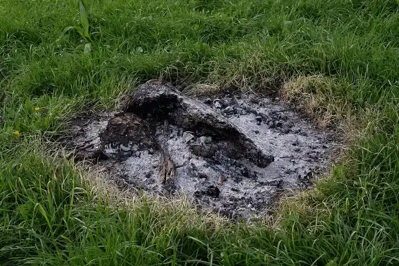 Using Wood Ash: Soil, Potassium Content & Safety for Chickens
