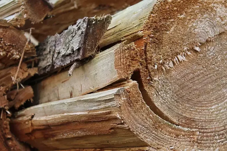 How to Cut a Tree Branch With a Chainsaw Safely