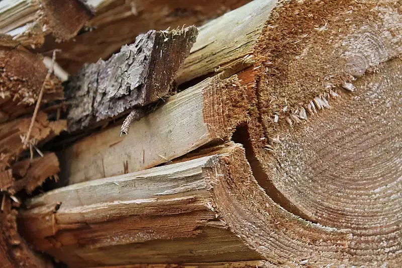 How to Cut a Tree Branch With a Chainsaw Safely