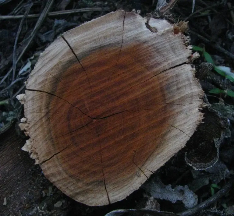Cracked wooden bowl on a workbench with glue, clamps, and refinishing supplies in natural light