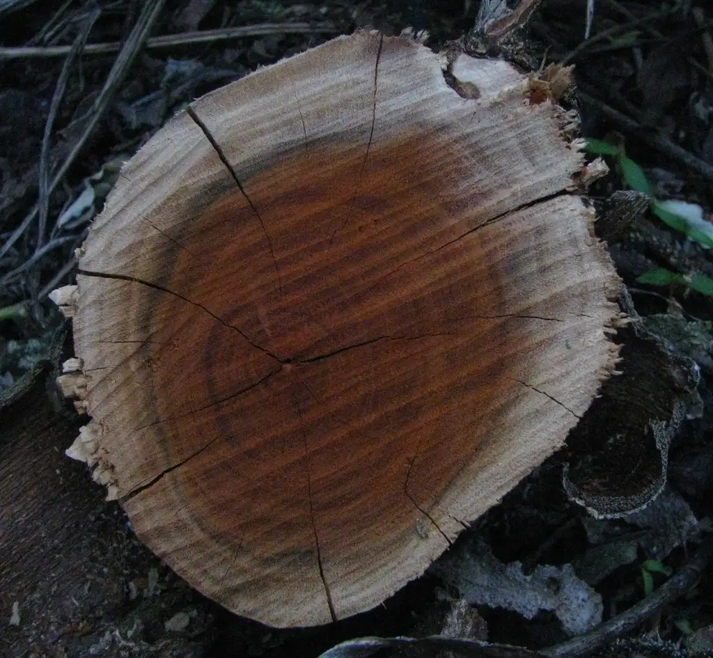 Cracked wooden bowl on a workbench with glue, clamps, and refinishing supplies in natural light