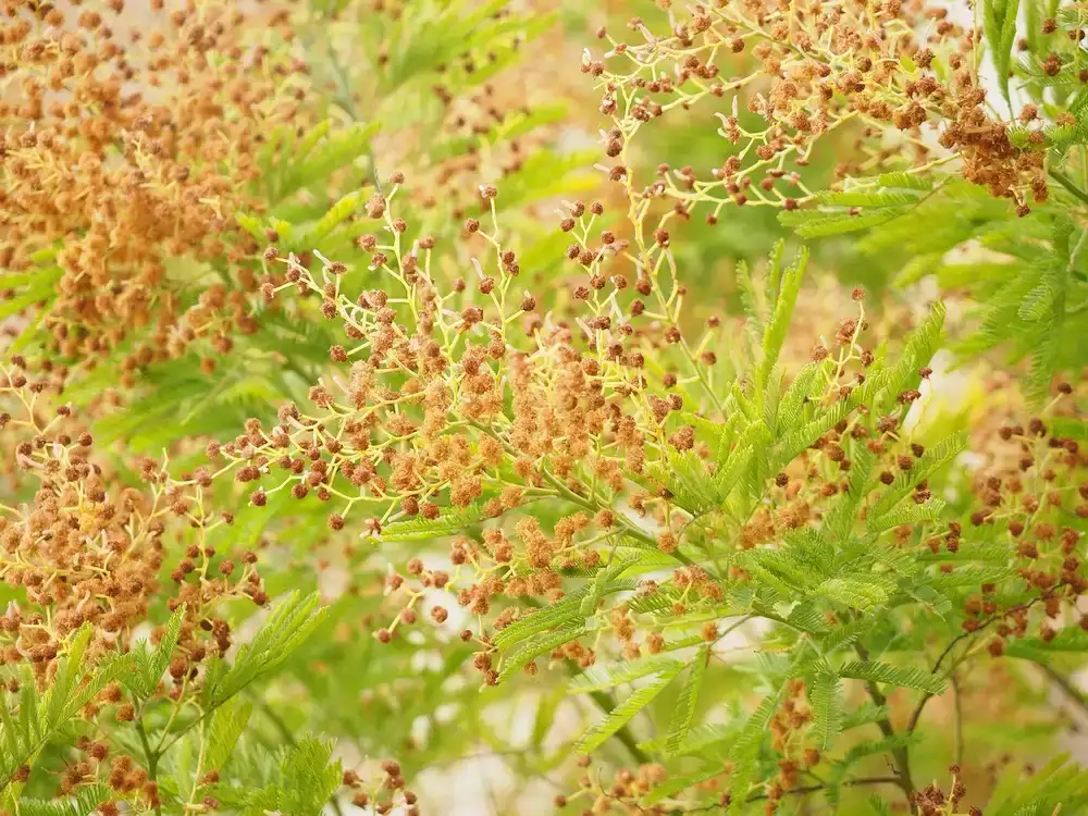 How to Maintain Acacia Wood: The Complete Care Guide