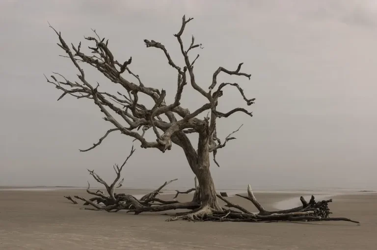 How to Seal Driftwood: Avoid the Salt-Bloom Mistake