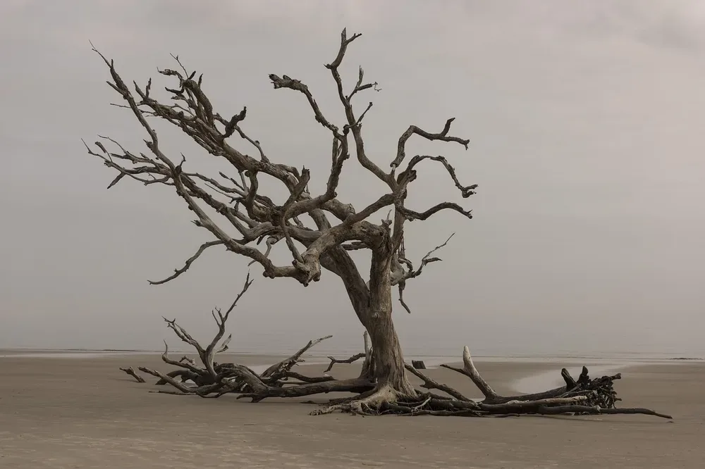 How to Seal Driftwood: Avoid the Salt-Bloom Mistake