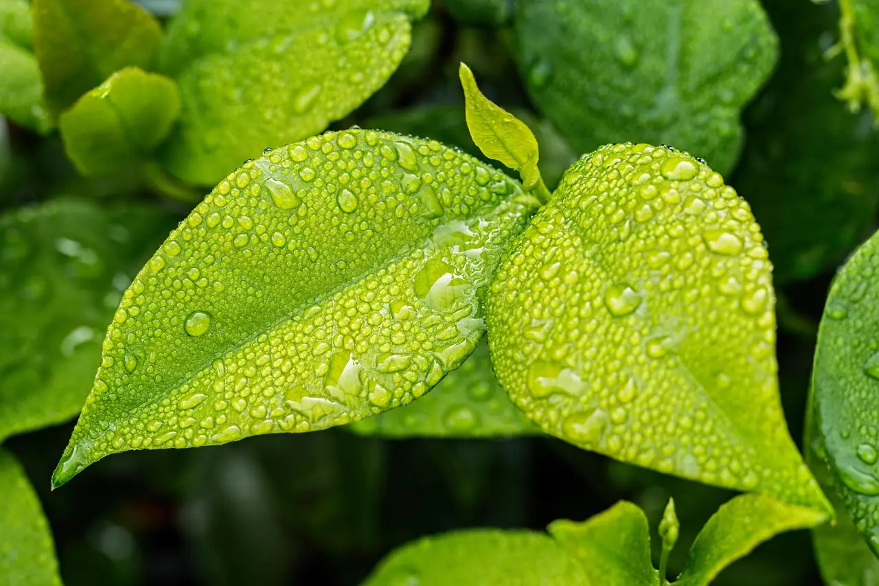 How do moisture resistance and outdoor use compare?