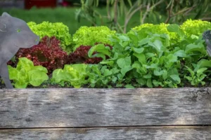 Best Cedar Raised Bed Kits for Gardens (2026): We Compared