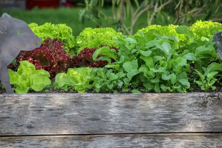 Cedar raised garden bed kits in different sizes beside soil bags and seedlings in a backyard garden.
