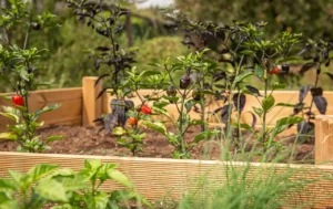 Best Cedar Species for Raised Beds (2026): research shows