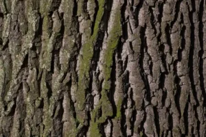 Best Oak Tree for a Small Yard (2026): based on specs and reviews