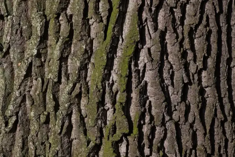 Compact oak tree in a small backyard beside a patio and fence, in natural morning light.