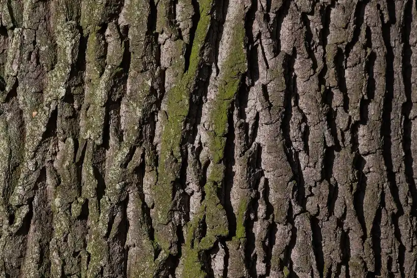 Compact oak tree in a small backyard beside a patio and fence, in natural morning light.
