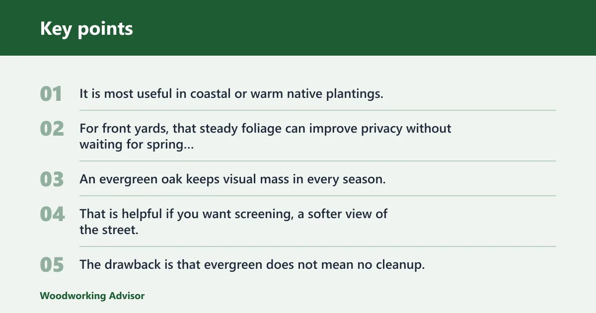 Key points: Myrtle oak: best evergreen oak for a small yard