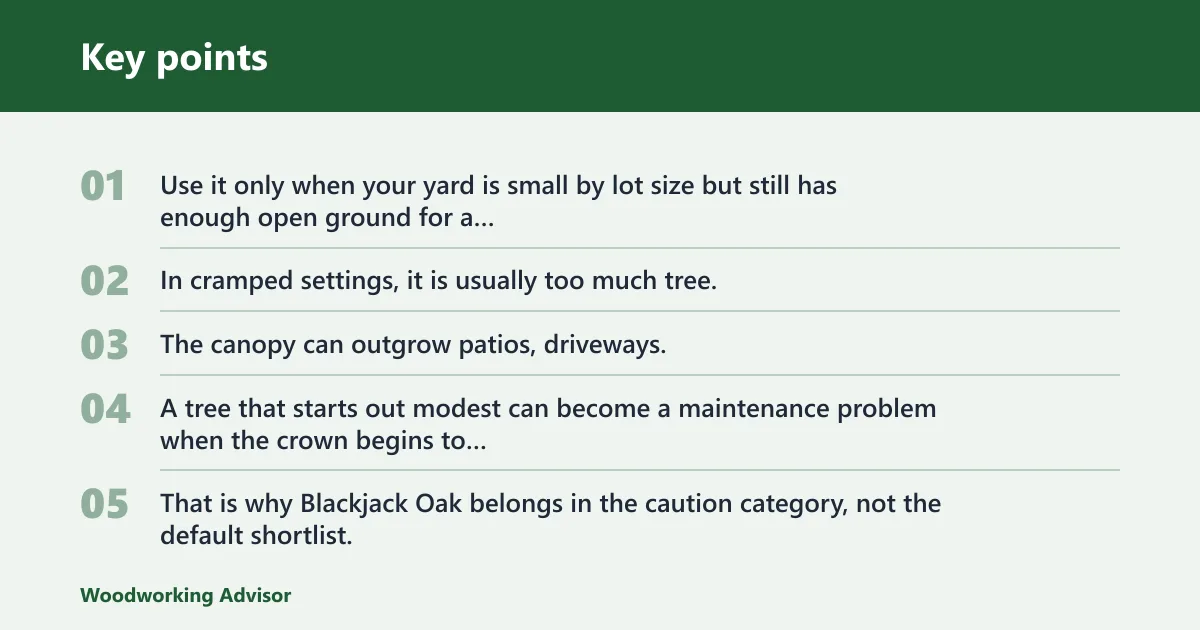 Key points: Blackjack oak: best only if you have room for a larger small-yard oak