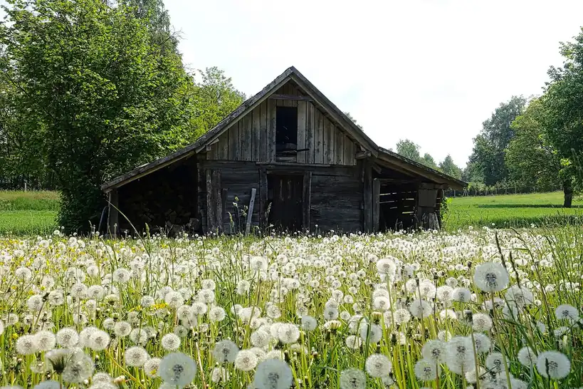Best plywood for outdoor storage shed walls