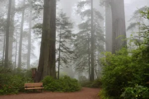 Best Stains for Weathered Redwood (2026): based on specs