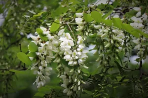 Is Black Locust Good Firewood?