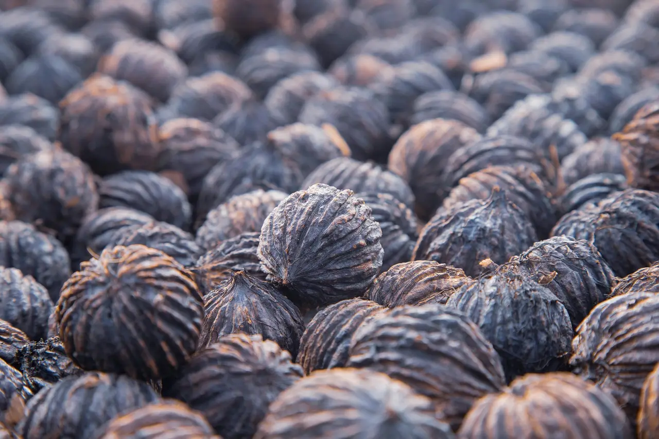 Which walnut is darker?