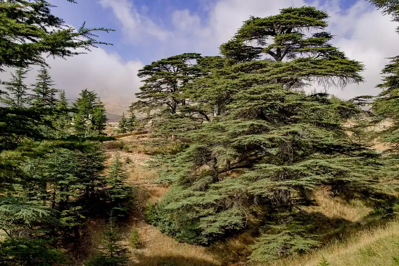 What is cedar wood used for?