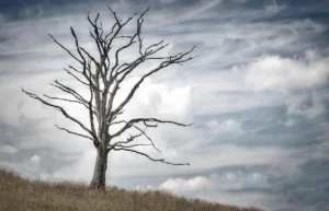 Can a Dead Tree Be Used for Firewood?