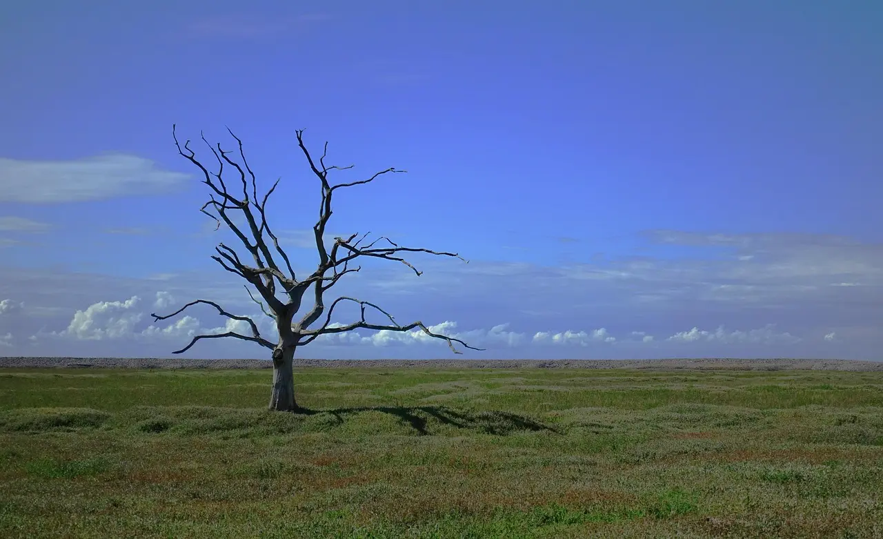 Does tree species change burn quality?