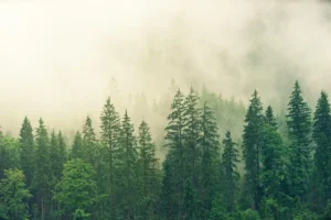 Douglas Fir Firewood: BTU and Burn Quality