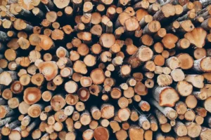 Elm vs Oak Firewood: Which Burns Better?