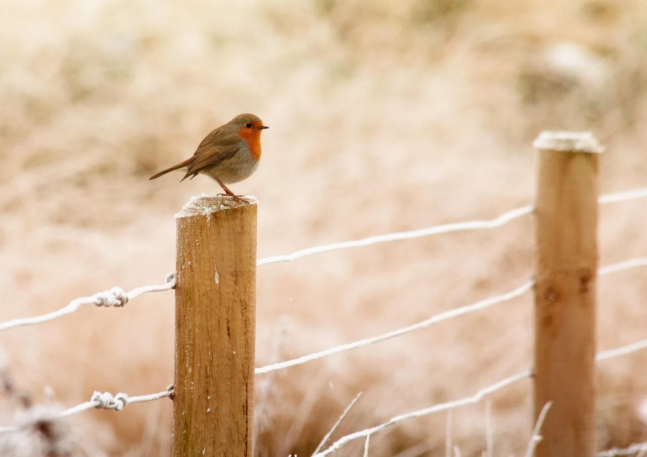 Can fences be installed in winter?