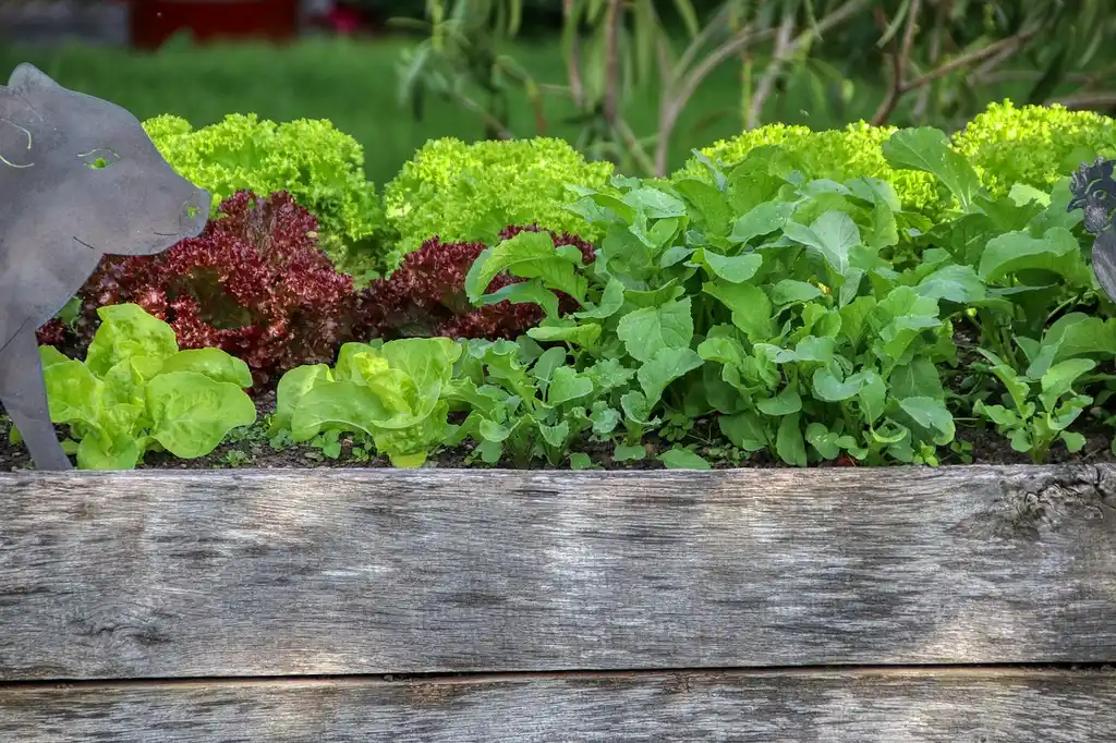 Cedar raised bed cost breakdown