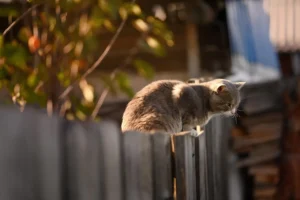 How Much Does a Redwood Fence Cost Compared to Cedar?
