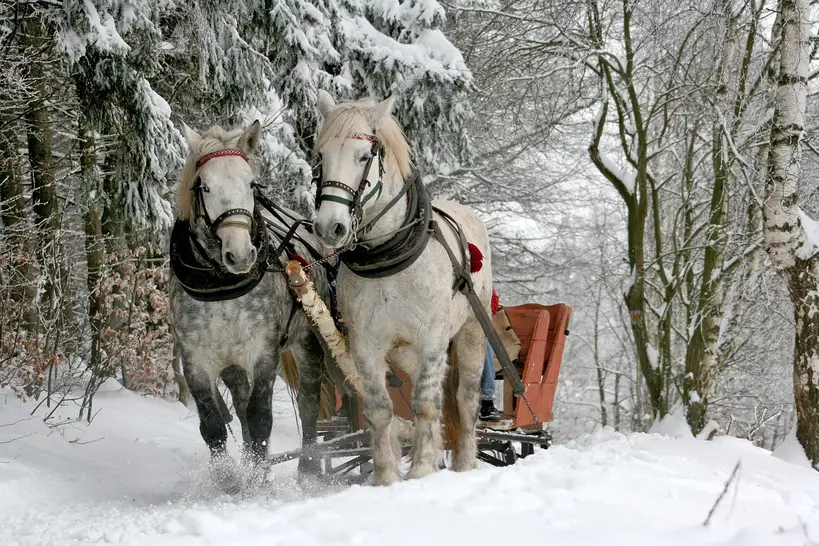 How big should the sleigh be?