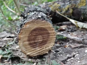 Is Apple Good Firewood?