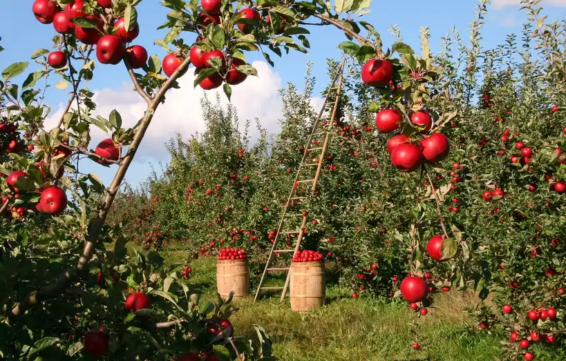 Is apple good firewood?