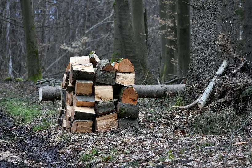 Is beech good firewood?