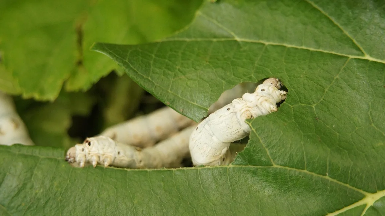 Does mulberry spark or pop?