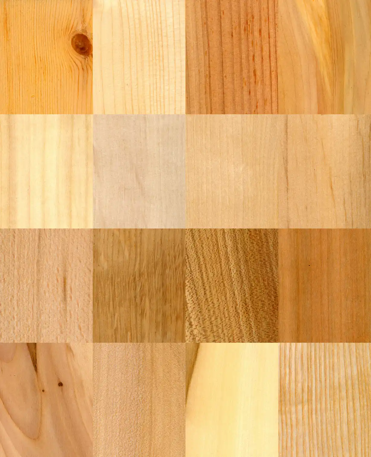 Close-up of a chisel testing a maple wood sample with fresh cut marks