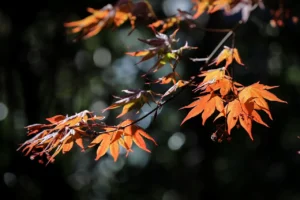 Maple vs Cherry: Which Wood Ages Better?