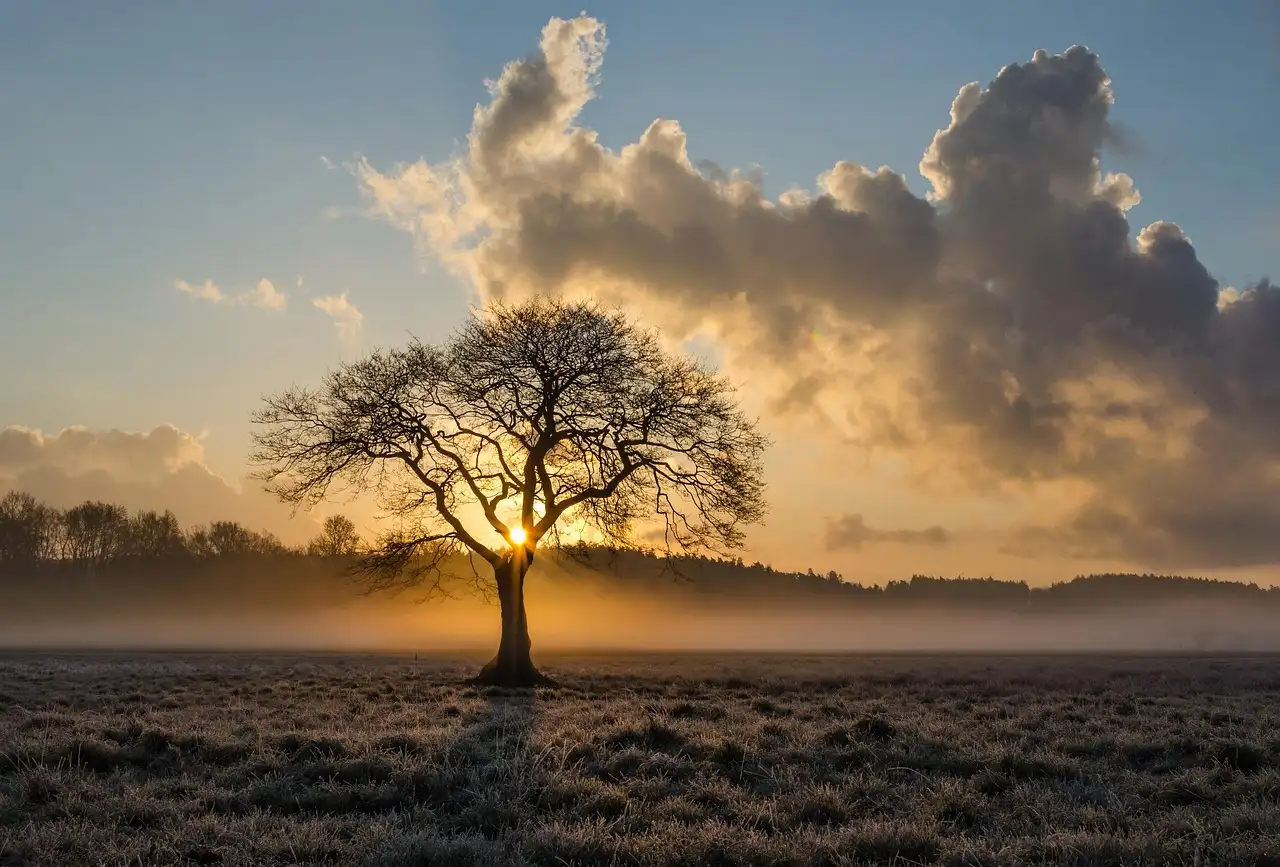 How do I tell an oak tree from a walnut tree?