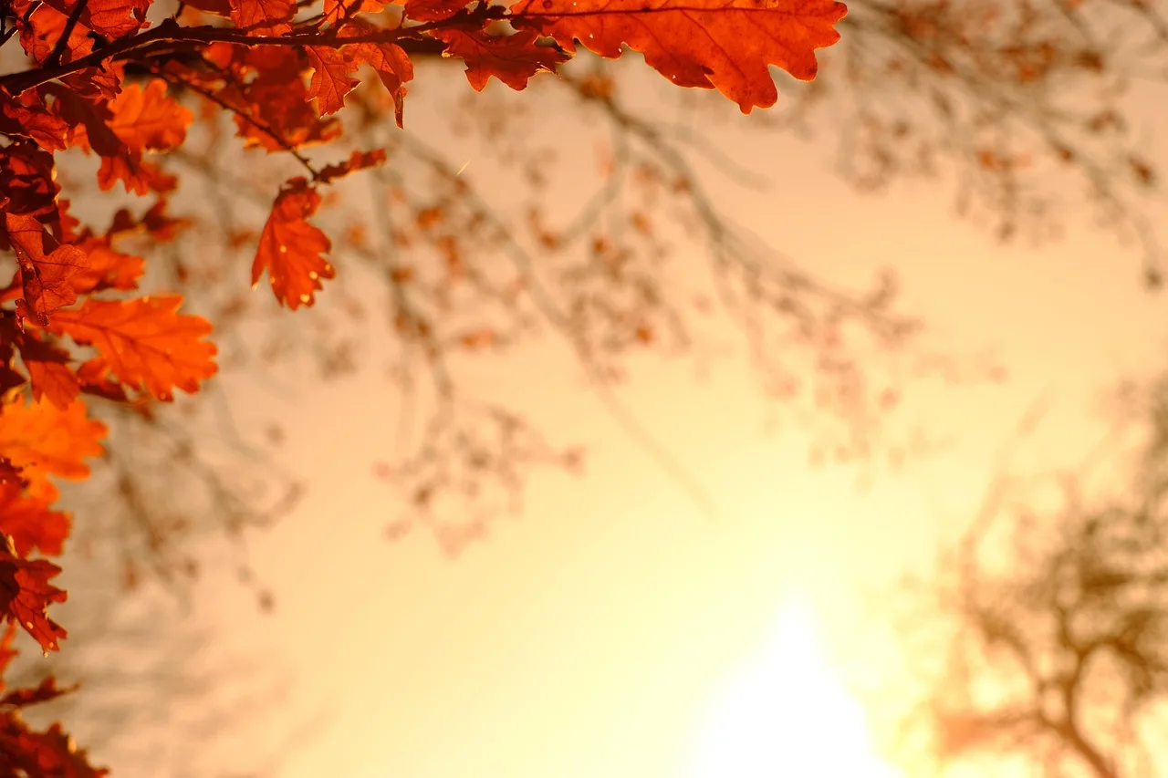 What is the difference between oak and walnut leaves?