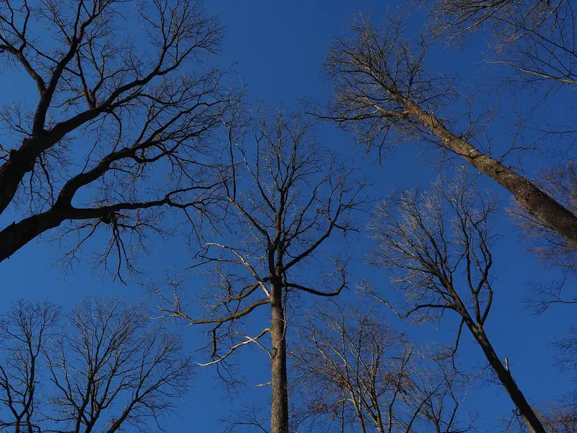 How big do oak and walnut trees get, and how fast do they grow?