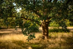 Pin Oak vs Red Oak: How to Tell Them Apart