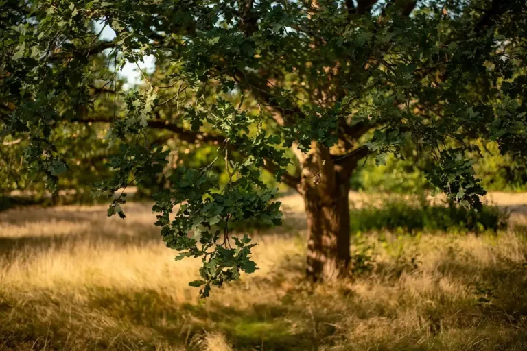 Two mature oak trees in a park show different sites, with a pin oak in wetter ground beside a red oak on higher soil.
