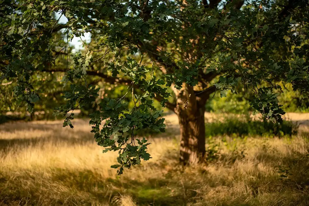 Two mature oak trees in a park show different sites, with a pin oak in wetter ground beside a red oak on higher soil.